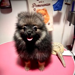 Girl 1 - Wolf sable female Pomeranian puppy in Brookhaven, Pennsylvania from Bougie Pomz