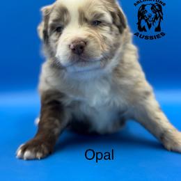 Opal - Miniature Australian Shepherd puppy from Arlington's Aussies