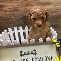 Howie-Yellow - Red  male Poodle puppy in Stockton, Utah from Mustanghills Doodles and Poodles