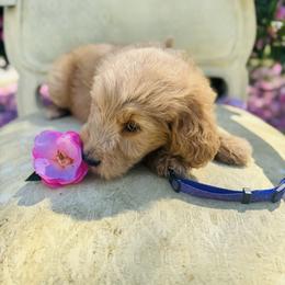 Purple - Red  female Goldendoodle puppy in Valdosta, Georgia from Fifth Day Farm