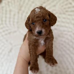 Ruby - Red  female Goldendoodle puppy in Sacramento, California from GoldenDoodle Love