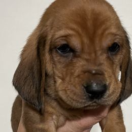Gray Collar Boy - Basset Hound puppy in Saint Clair, Michigan from Gregg Hounds
