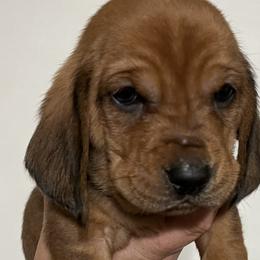 Gray Collar Boy - Basset Hound puppy in Saint Clair, Michigan from Gregg Hounds