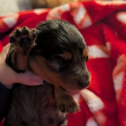 Dapple boy 3 - Dapple male Dachshund puppy in Madisonville, Tennessee from LaRose Farm & Kennels