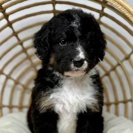 Milo - Tri-color male Bernedoodle puppy in Sterling, Colorado from North 40 Doodles