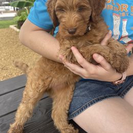 Goldendoodle Puppies from Nona & Papa Goldendoodles-Aledo TX