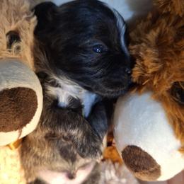 Blaze - Brindle and white male Mal-Shi puppy in Apollo Beach, Florida from Gemstone Exclusive Pups of Florida