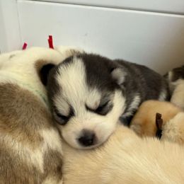 White Collar - Black and white female Pomsky puppy in Exeter, Rhode Island from Ocean State Pomskies