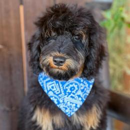 Leo - Phantom male Bernedoodle puppy in Wickenburg, Arizona from Houskerville Doodles