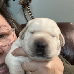 Boy 2 - Yellow Labrador Retriever puppy in New York from Thistle Hill Labradors