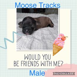 Aussiedoodle, Australian Shepherd, Poodle, and Shihpoo Puppies from Rocking N Aussies, Doodles, and Poodles