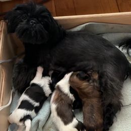 BooBoo - Shih Tzu