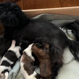 BooBoo - Shih Tzu