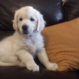 Golden Retriever Puppies from Norterra Goldens