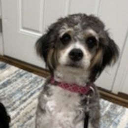 Assorted Doodle Crosses, Bernedoodles, Cavalier King Charles Spaniels, Cavapoos, Chihuahuas, and Poodles from Designer K9's