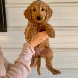 Neopolitan - Apricot female Goldendoodle puppy in Kenansville, North Carolina from J+A Family Doodles