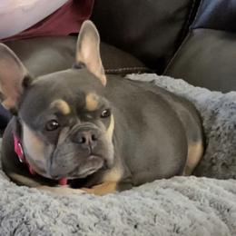 French Bulldogs from Lerma Family Frenchies