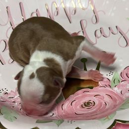 Autumn - Red female Boston Terrier puppy in Peru, Indiana from Angie's Little Bostons And Frenchies