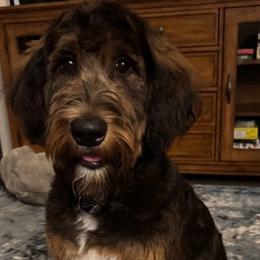 Bernedoodle, Goldendoodle, and Labradoodle All Grown Up from Only Doodles!