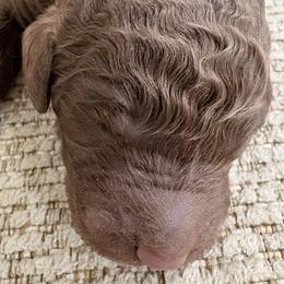 Ziggy - Chocolate male Goldendoodle puppy in Joilet, Montana from L&Z Goldendoodles