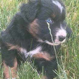 Violet - Black tri-color female Australian Shepherd puppy in La Porte City, Iowa from KDL Homestead