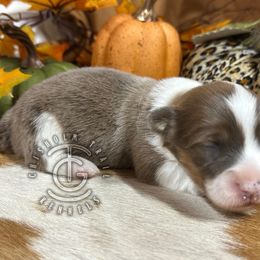 Aspen - Sable and white female American Corgi puppy in Hico, Texas from Chisholm Trail Kennels