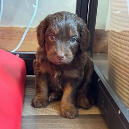 Orange Boy-Brown Phantom - Chocolate male Goldendoodle puppy in Lowville, New York from DM Hilltop FURfamily