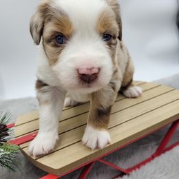 Australian Shepherd Puppies from Happy Aussie Kennels