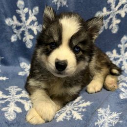 AKC Tinsley - Black and white female Siberian Husky puppy in Centreville, Maryland from Huskies By the Bay