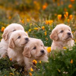 Golden Retriever puppies from AmazingK9s