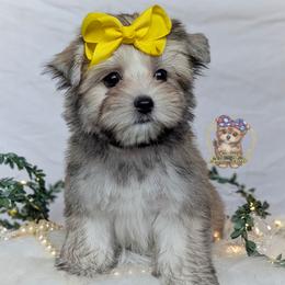Thicket - Black and tan male Morkie puppy in Barren Springs, Virginia from Seeking Shalom Acres Maltese, Maltipoos & Havamalts