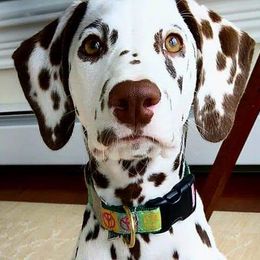 Dalmatian Puppies from Stagecoach Dalmatians