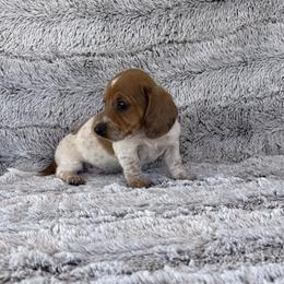 Pippy - Piebald female Dachshund puppy in Elfrida, Arizona from Brooke Suarez