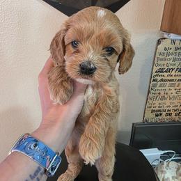 The Kid - Red male Cavapoo puppy in Gresham, Oregon from Paisley Cavapoos