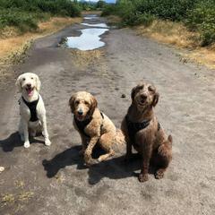 Double Doodle All Grown Up from Lionheart Doodles