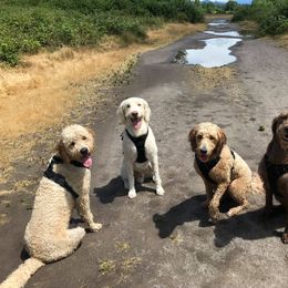 Double Doodle All Grown Up from Lionheart Doodles