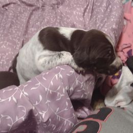 German Shorthaired Pointer Puppies from Marie Appel