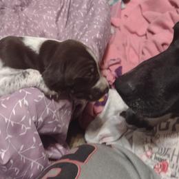 German Shorthaired Pointer Puppies from Marie Appel