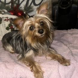 Minnie - Yorkshire Terrier
