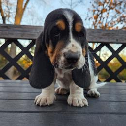 Ramona - Black brown and white female Basset Hound puppy in Denison, Texas from Emma Lou's Baby Bassets
