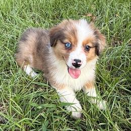 Dolly - Red female Companion Cross puppy in Mc Alpin, Florida from RussKris Farms Aussies, Corgis & Auggies