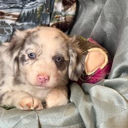 Samson - Blue merle male Miniature Australian Shepherd puppy in California from Eagle River Aussies