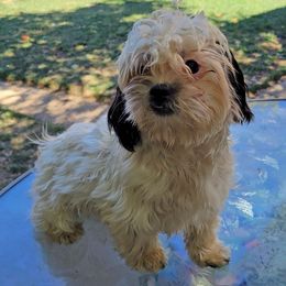 Beatrix - Companion Cross puppy from Puppies Full of Love