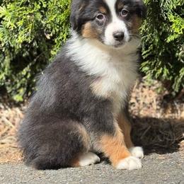Deduction- black tri male 1 - Black tri-color male Australian Shepherd puppy in Chehalis, Washington from Wandering Acres Ranch