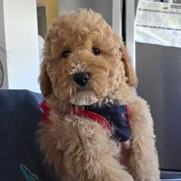 Bertha - Apricot female Goldendoodle puppy in Milwaukwe, Wisconsin from Wisconsin Doodles