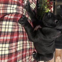 Great Dane and Miniature Schnauzer Puppies from River Valley Great Danes