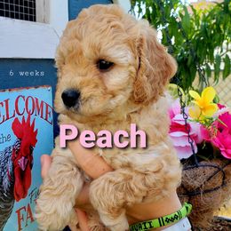 Goldendoodle Puppies from Just Doodling Dogs