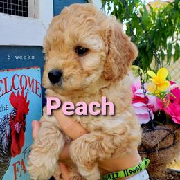 Goldendoodle Puppies from Just Doodling Dogs