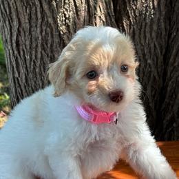 Winnie - Yellow and white female Bernedoodle puppy in Rising Sun, Indiana from Ruby Lane Doodles