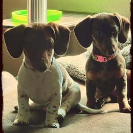 Dachshund Puppies from Jennifer Chadwell